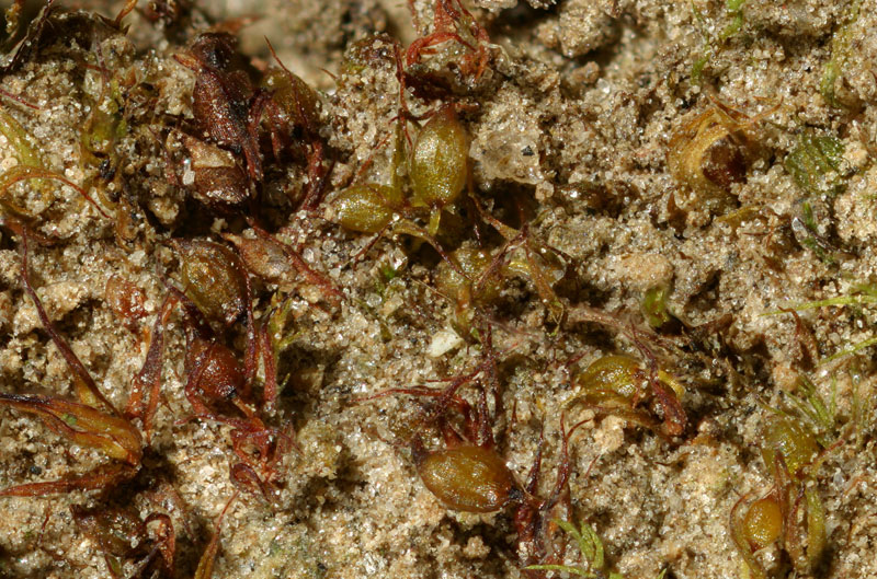 Microbryum curvicolle (door Norbert Stapper)