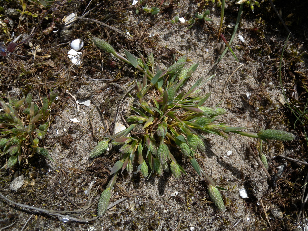 Phleum arenarium (door Hans Toetenel)