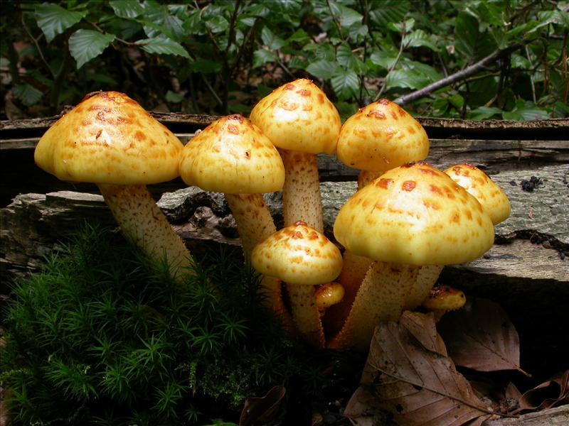 Pholiota adiposa sl, incl. cerifera, limonella (door Laurens van Run)