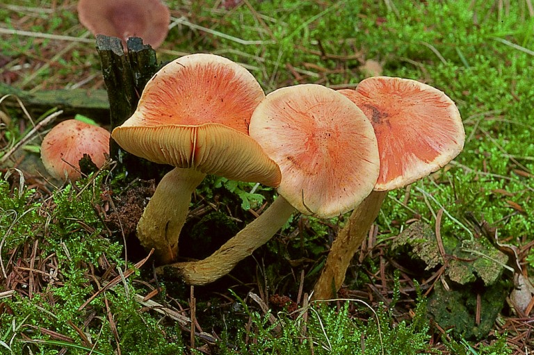 Pholiota astragalina (door Rob Chrispijn)