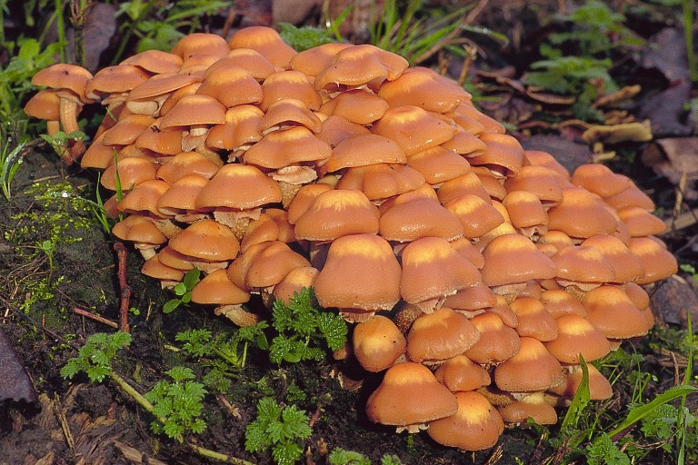 Kuehneromyces mutabilis (door Henk Huijser)