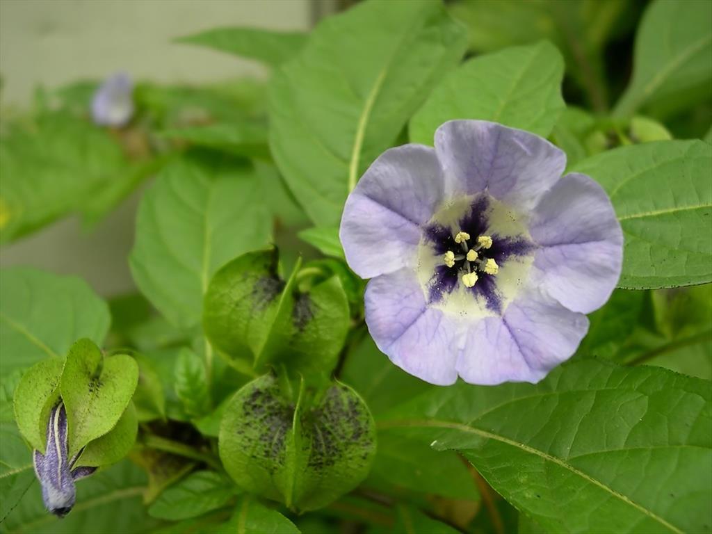 Nicandra physalodes (door Arjan de Groot)