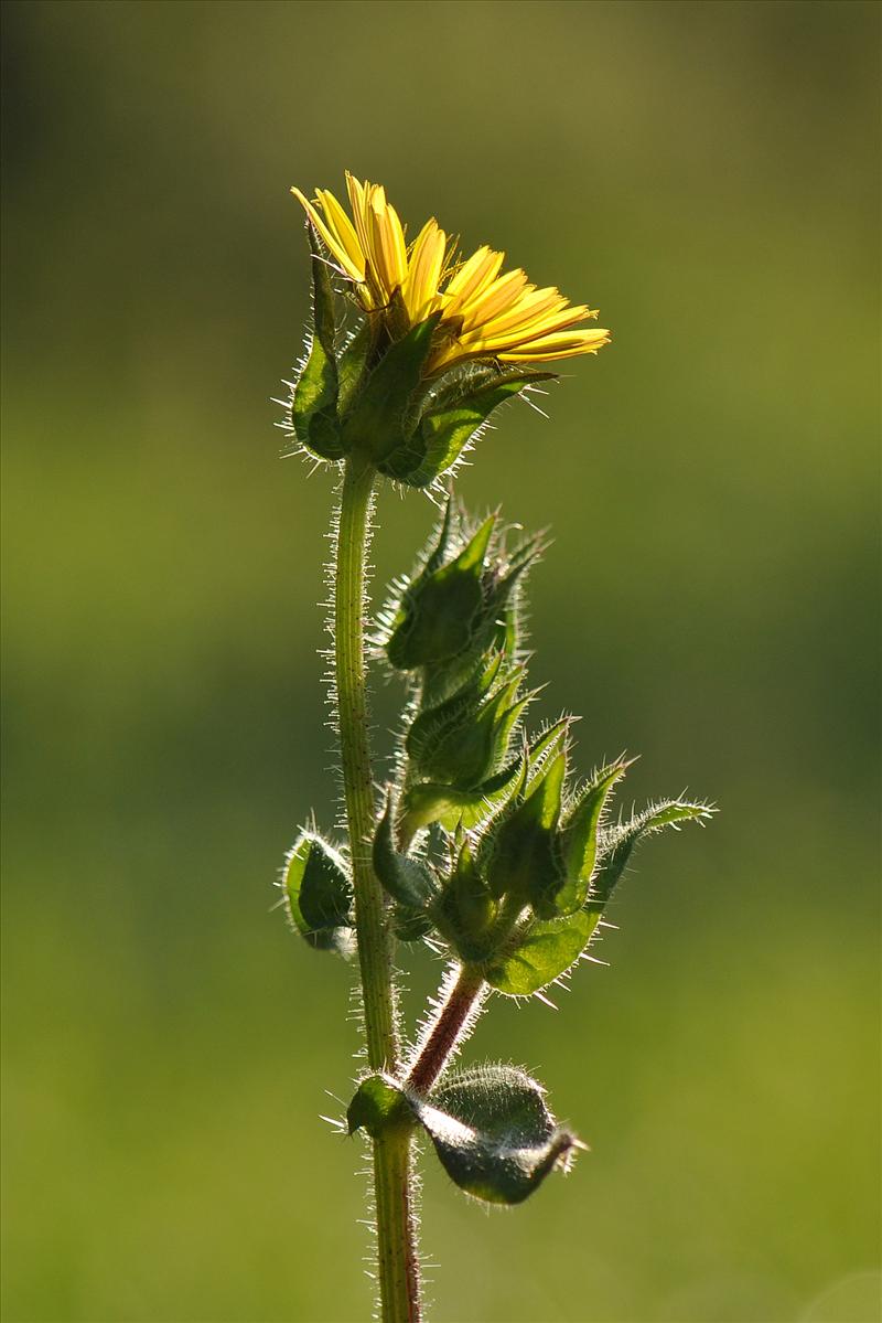 Helminthotheca echioides (door Willie Riemsma)