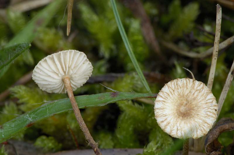 Crinipellis scabella (door Kik van Boxtel)