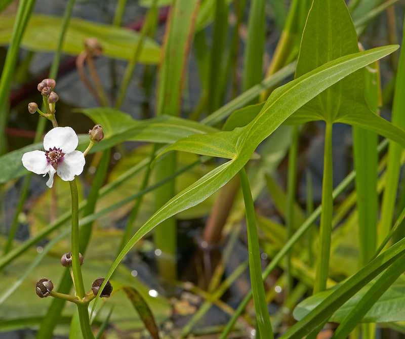 Sagittaria sagittifolia (door Wijnand van Buuren)