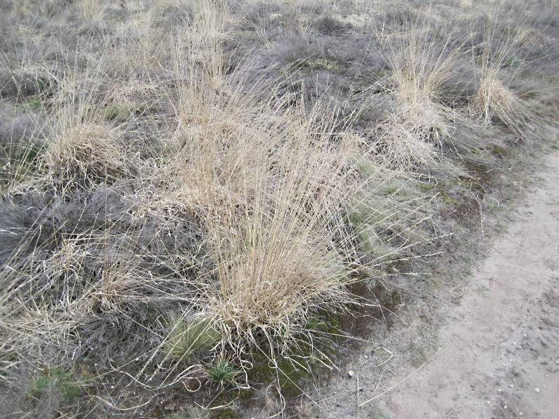 Molinia caerulea (door Grada Menting)