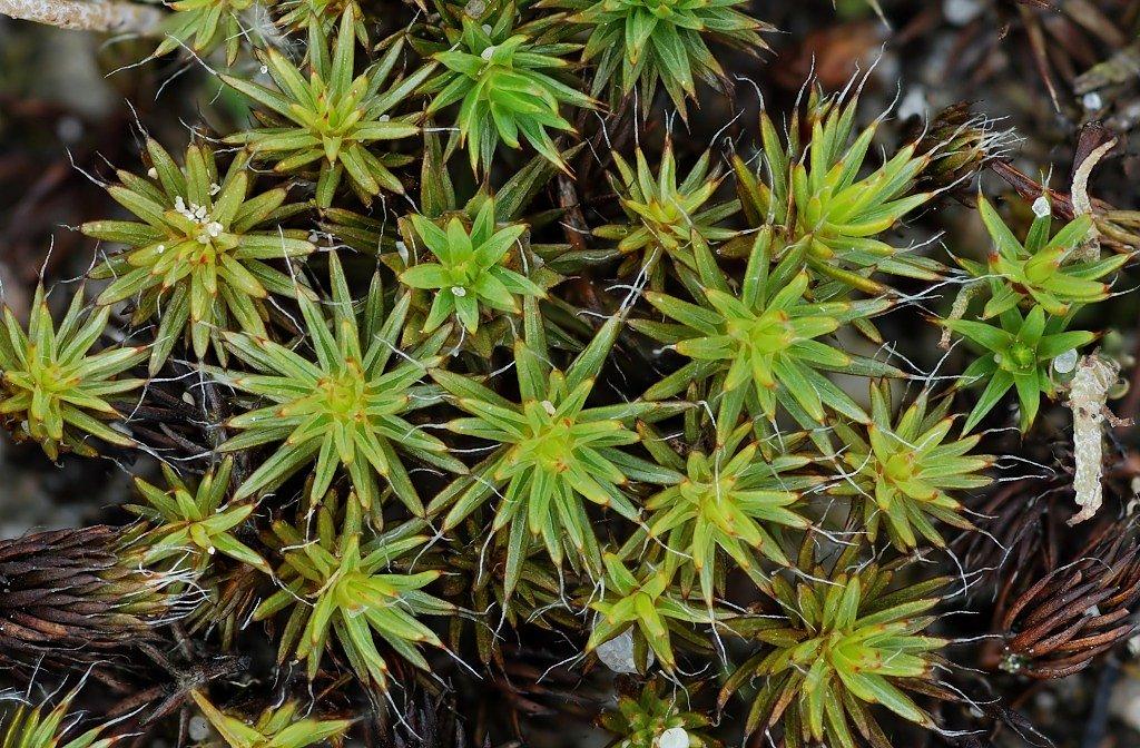 Polytrichum piliferum (door Arjan de Groot)