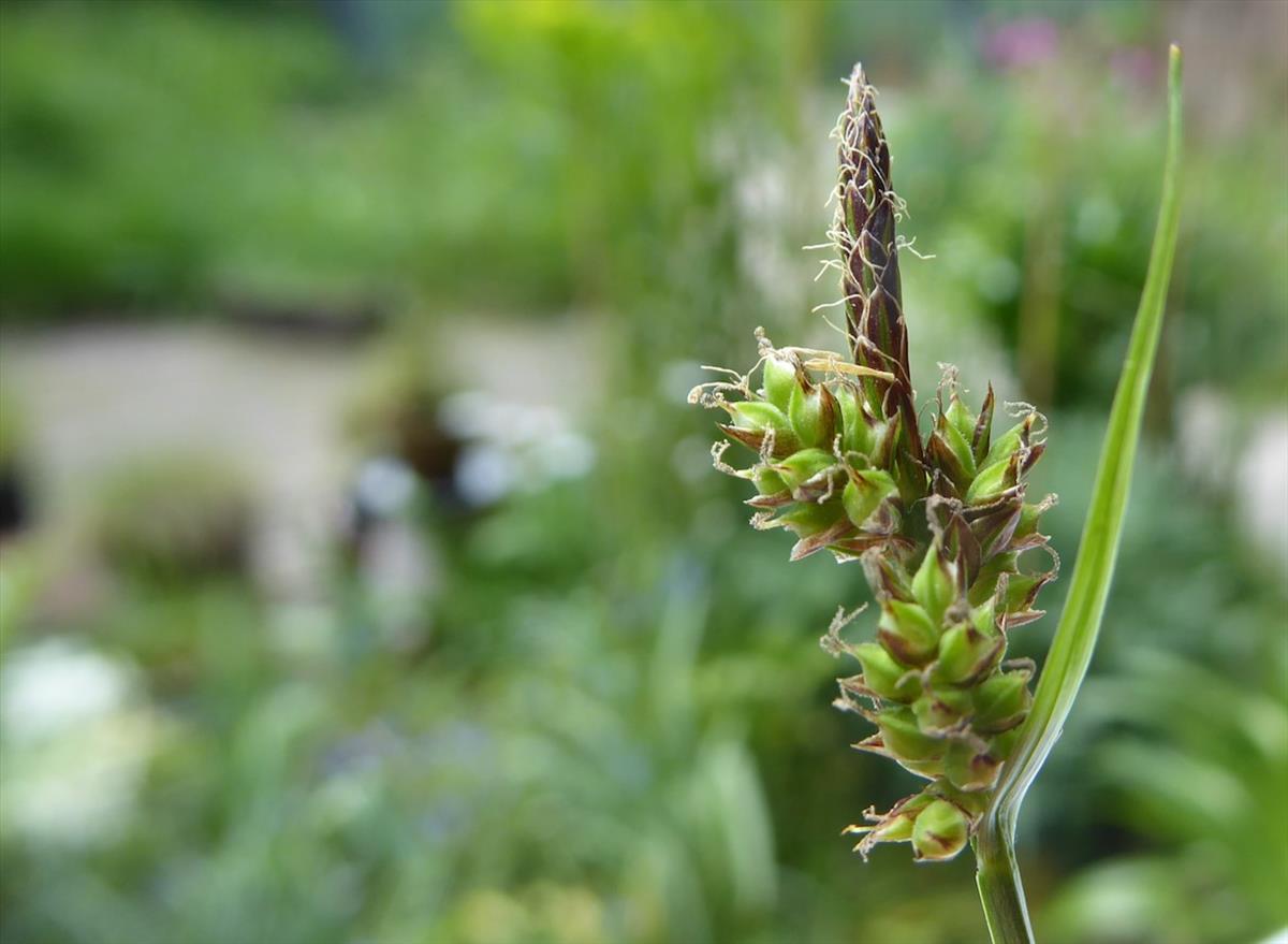 Carex pilulifera (door Koen van Zoest)