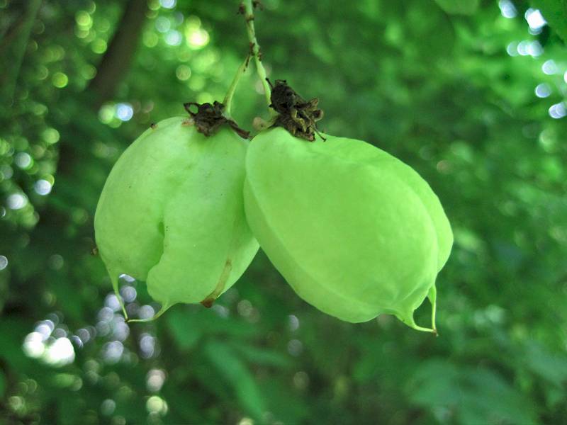 Staphylea pinnata (door Grada Menting)