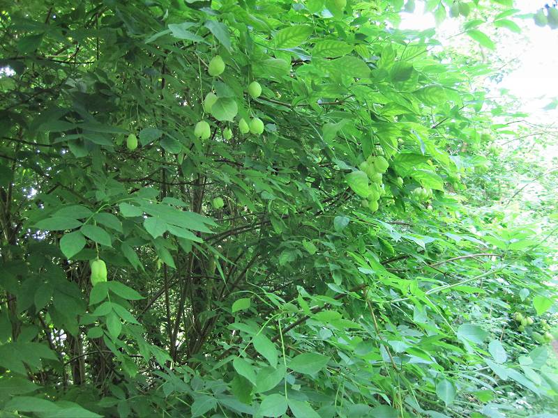 Staphylea pinnata (door Grada Menting)