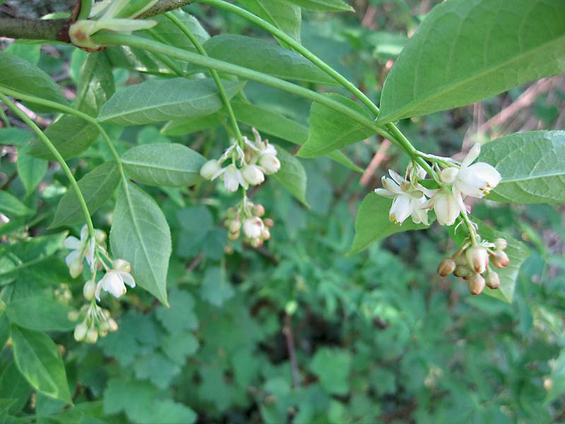 Staphylea pinnata (door Grada Menting)