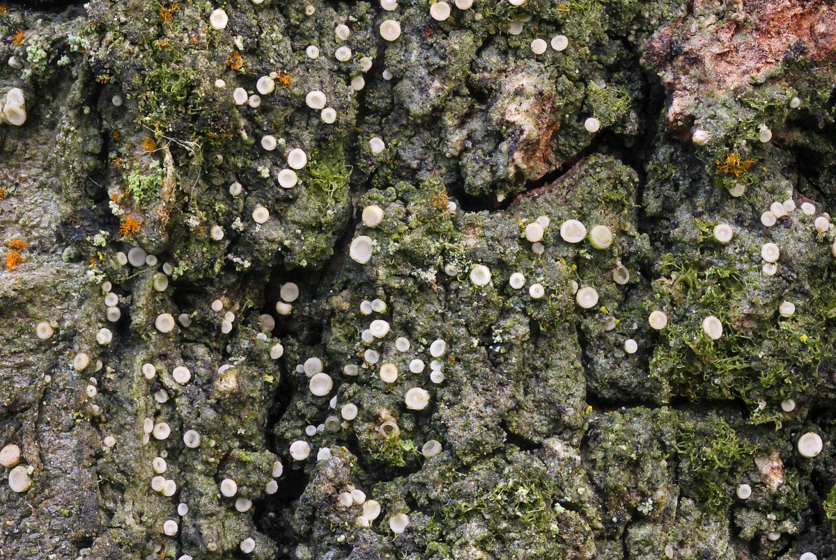 Coenogonium pineti (door Arjan de Groot)