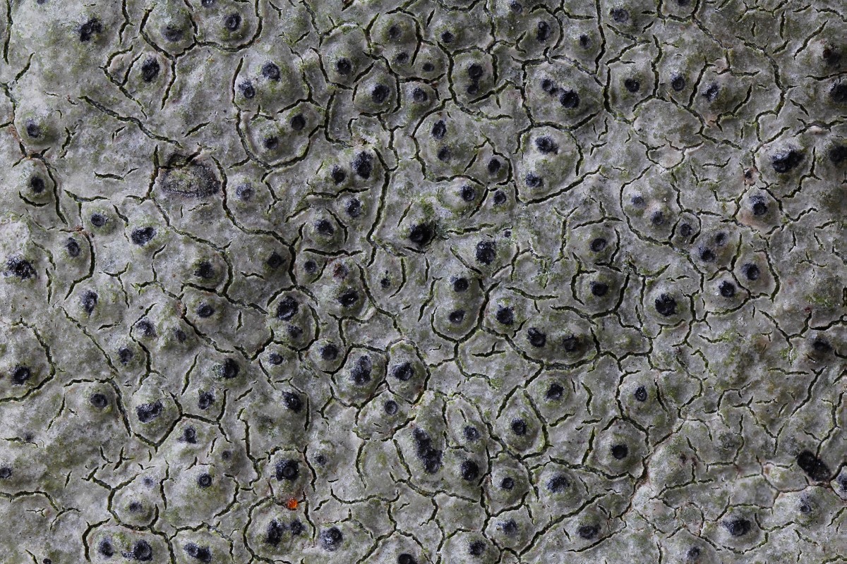 Verrucaria pinguicula (door Arjan de Groot)