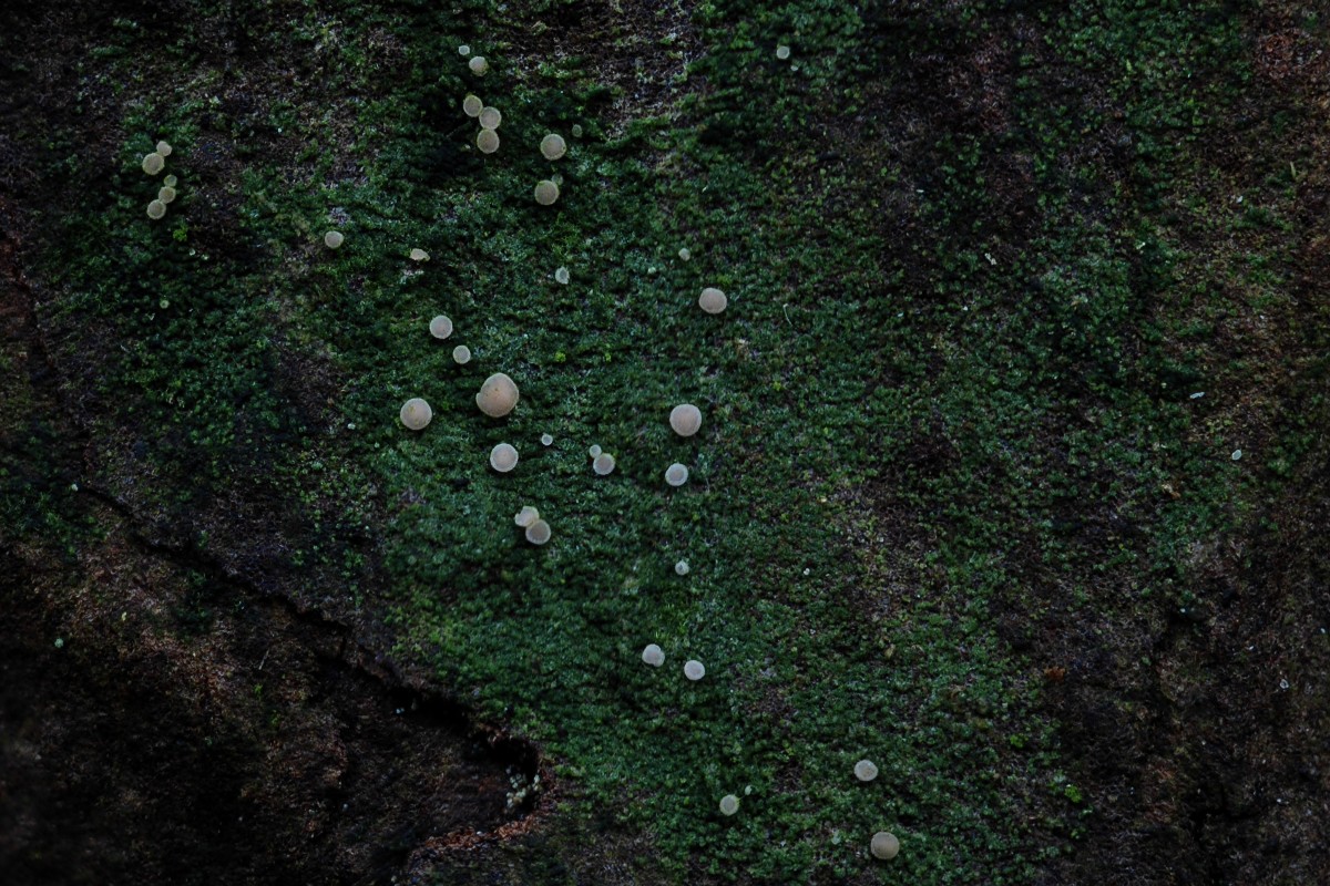 Bacidina chloroticula (door Arjan de Groot)