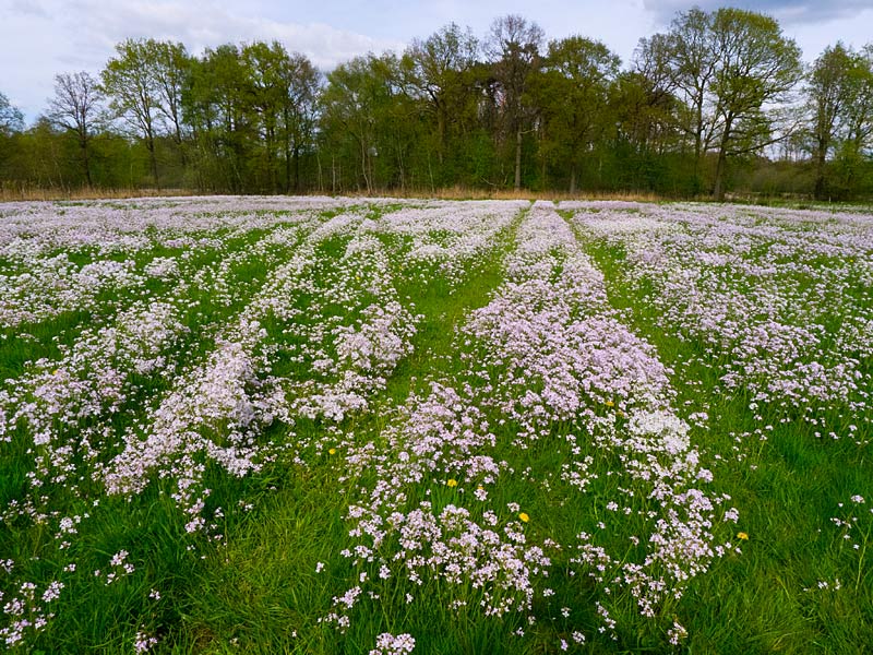 Cardamine pratensis (door John Breugelmans)