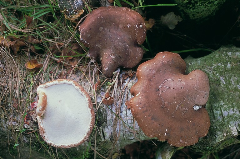 Piptoporus betulinus (door Eef Arnolds)