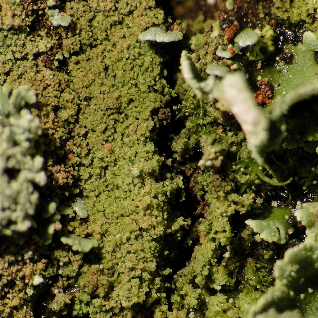 Placynthiella dasaea (door Henk-Jan van der Kolk)