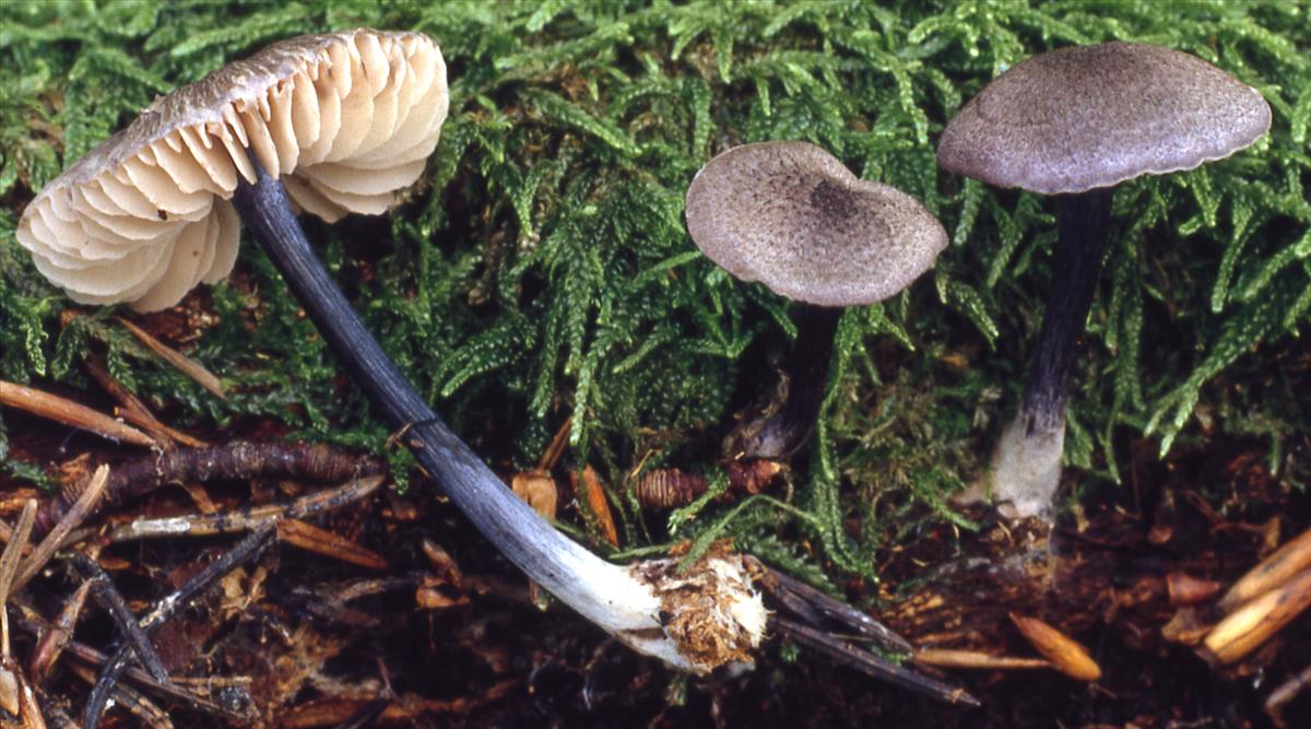 Entoloma placidum (door Machiel (Chiel) Noordeloos)