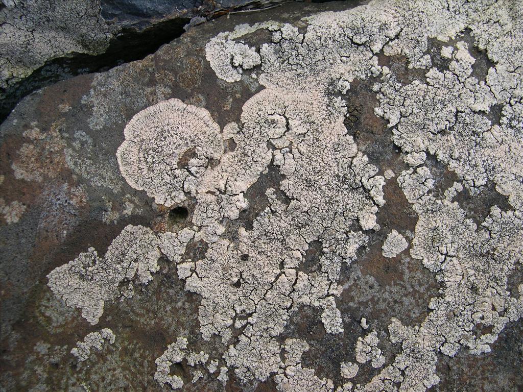 Placopsis gelida (door Bert Oving)