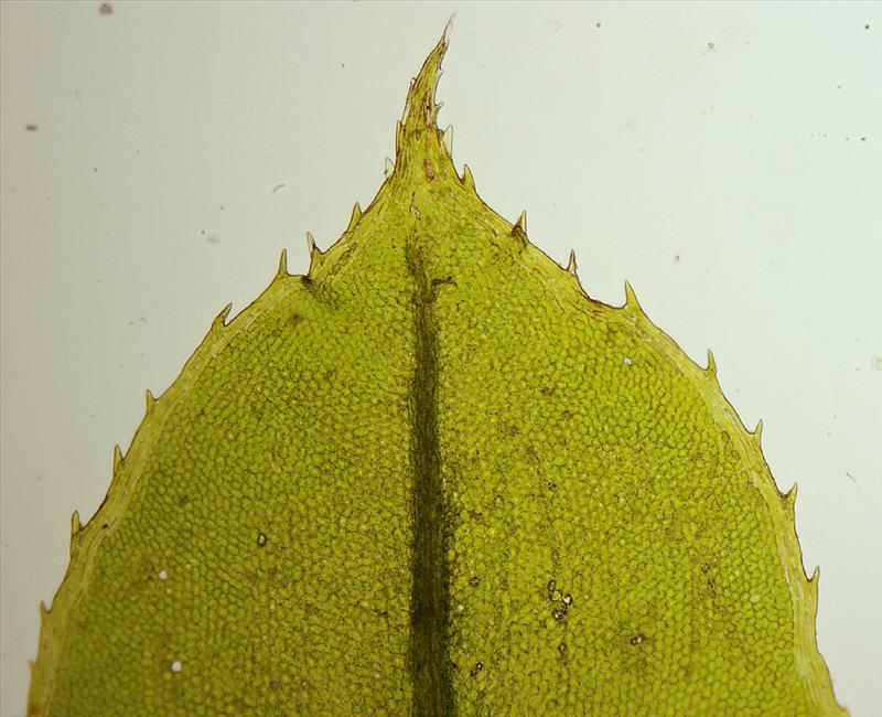 Plagiomnium cuspidatum (door Jan Kersten)