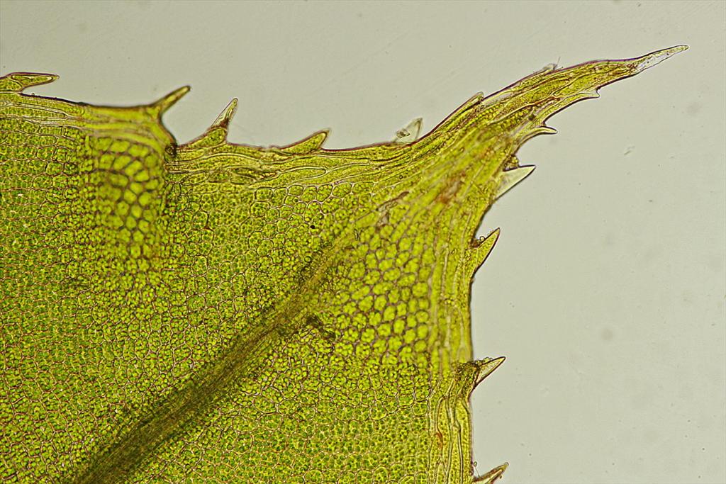 Plagiomnium cuspidatum (door Jan Kersten)