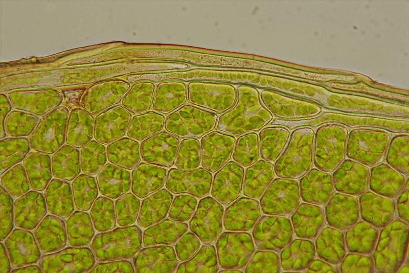 Plagiomnium cuspidatum (door Jan Kersten)