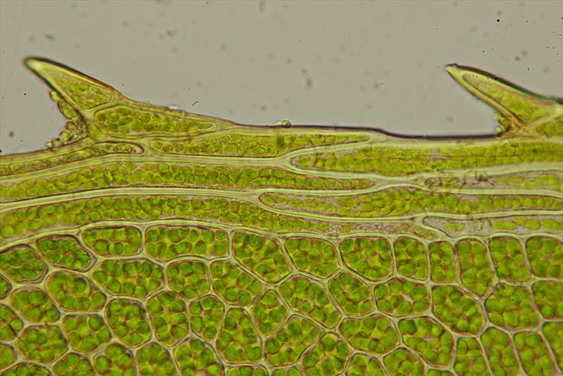 Plagiomnium cuspidatum (door Jan Kersten)