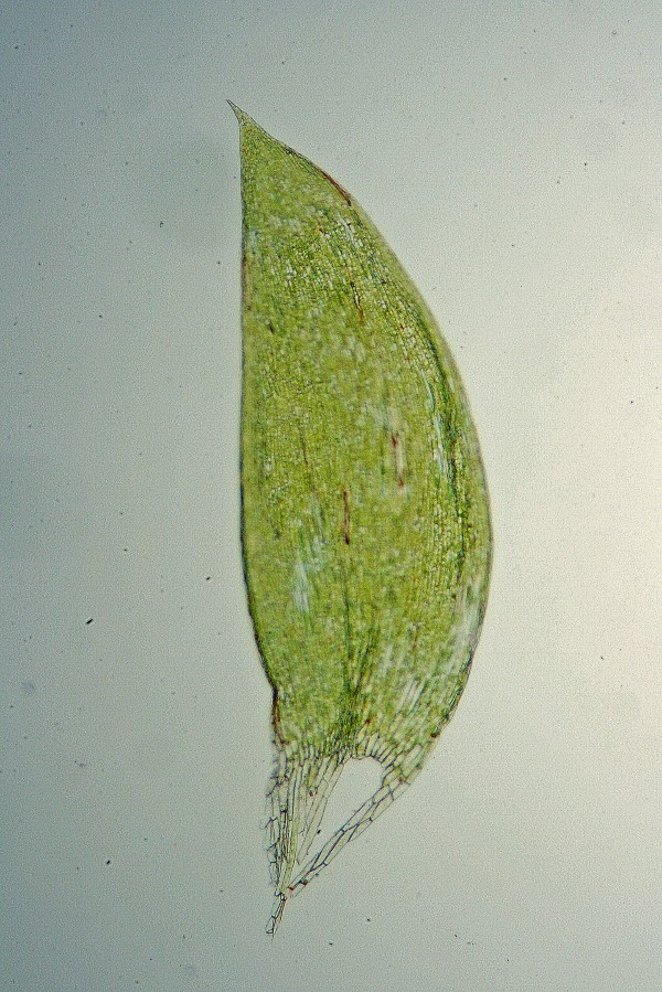 Plagiothecium denticulatum (door Jan Kersten)
