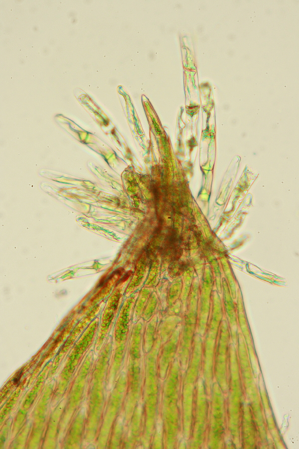 Plagiothecium latebricola (door Jan Kersten)