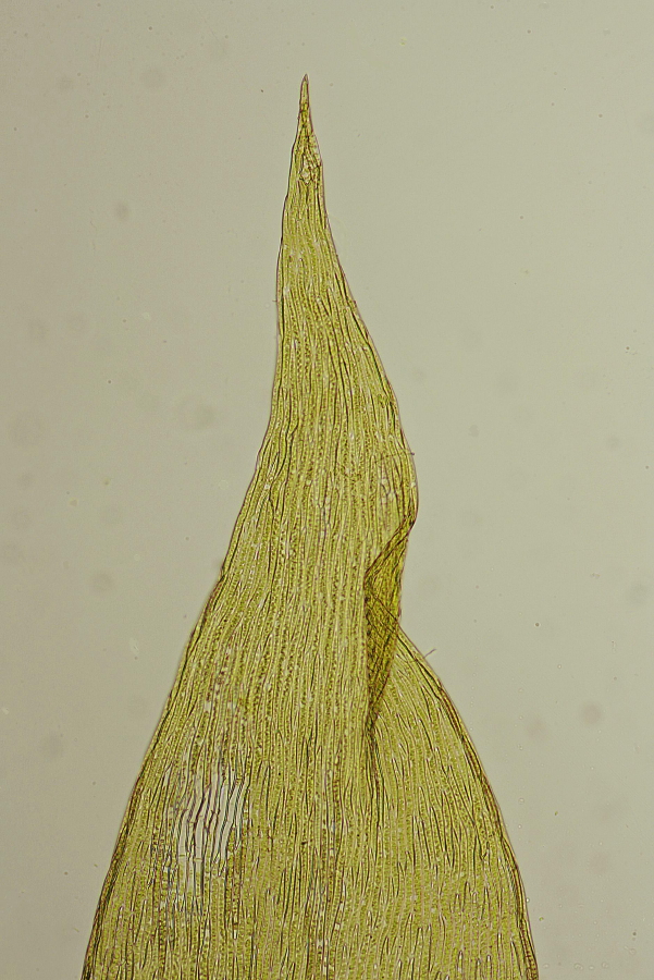 Plagiothecium latebricola (door Jan Kersten)