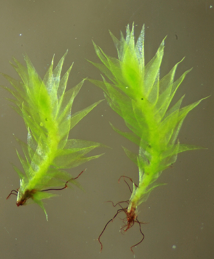 Plagiothecium latebricola (door Jan Kersten)