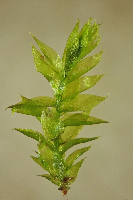 Plagiothecium latebricola (door Jan Kersten)