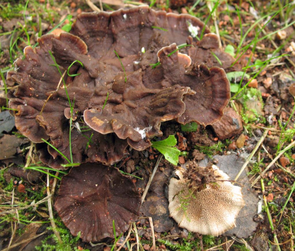 Coltricia confluens (door Hannie Wijers)