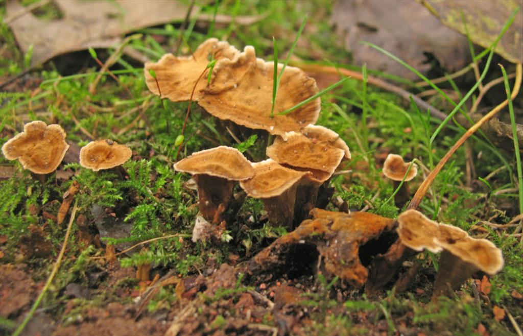 Coltricia confluens (door Hannie Wijers)