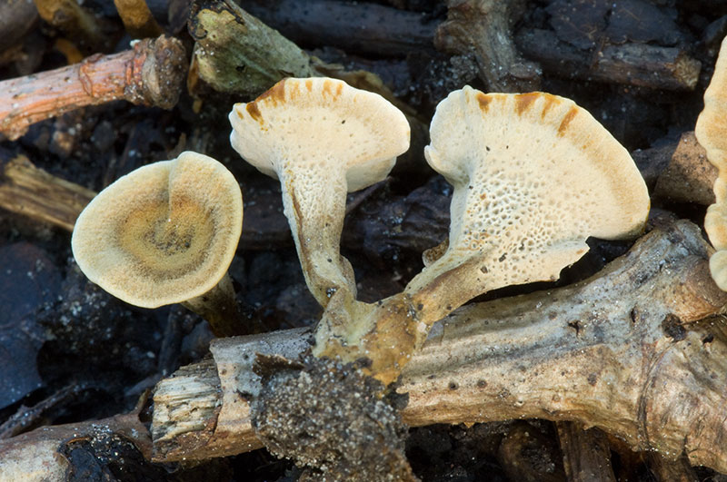 Coltricia confluens (door Kik van Boxtel)