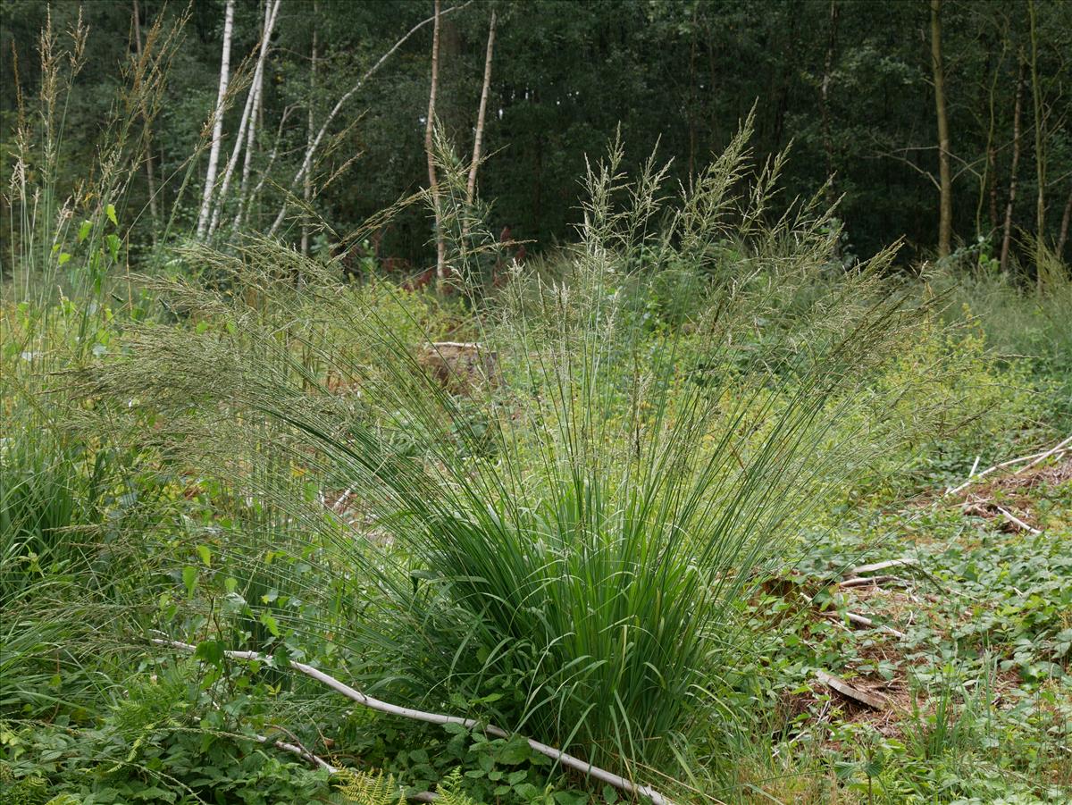 Molinia caerulea (door Wim van der Neut)