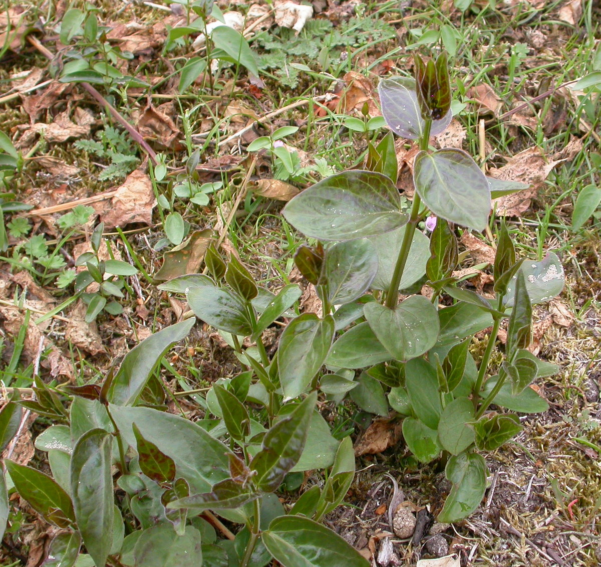 Vincetoxicum nigrum (door Peter Meininger)