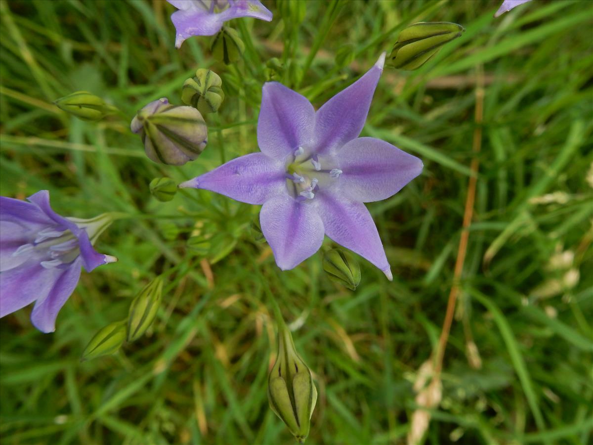 Triteleia laxa (door Peter Meininger)