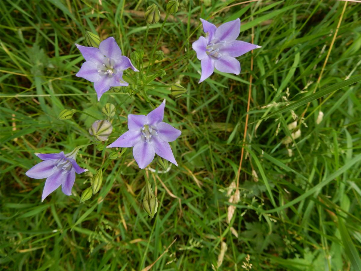 Triteleia laxa (door Peter Meininger)