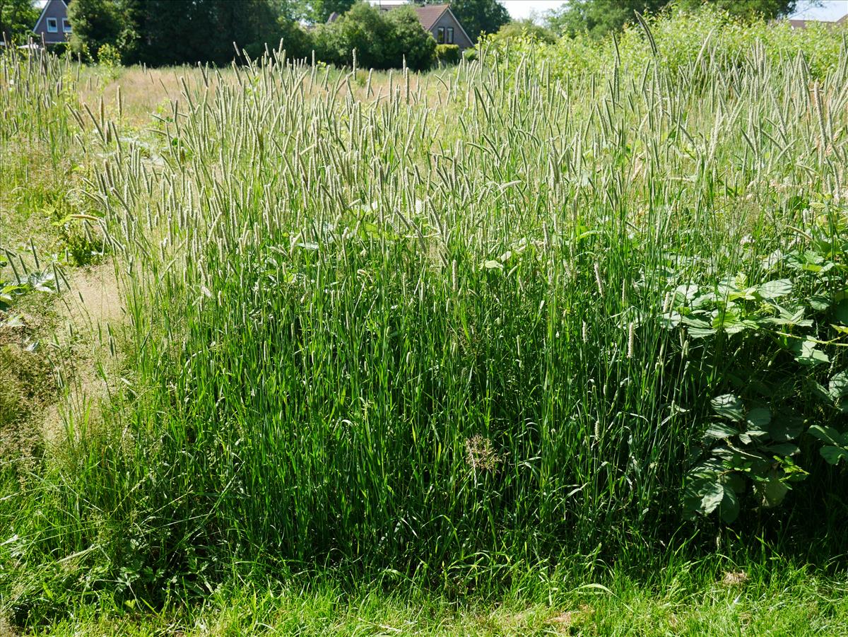 Phleum pratense (door Wim van der Neut)