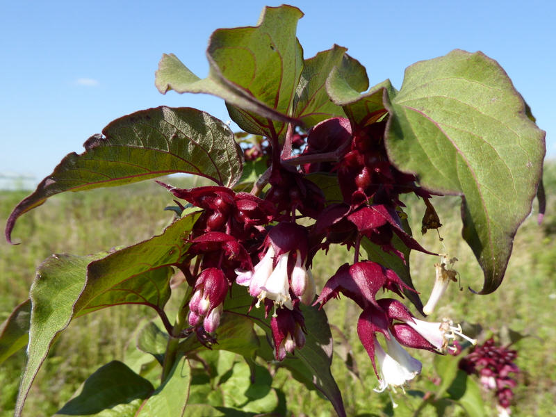 Leycesteria formosa (door Peter Wetzels)