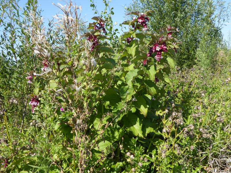 Leycesteria formosa (door Peter Wetzels)