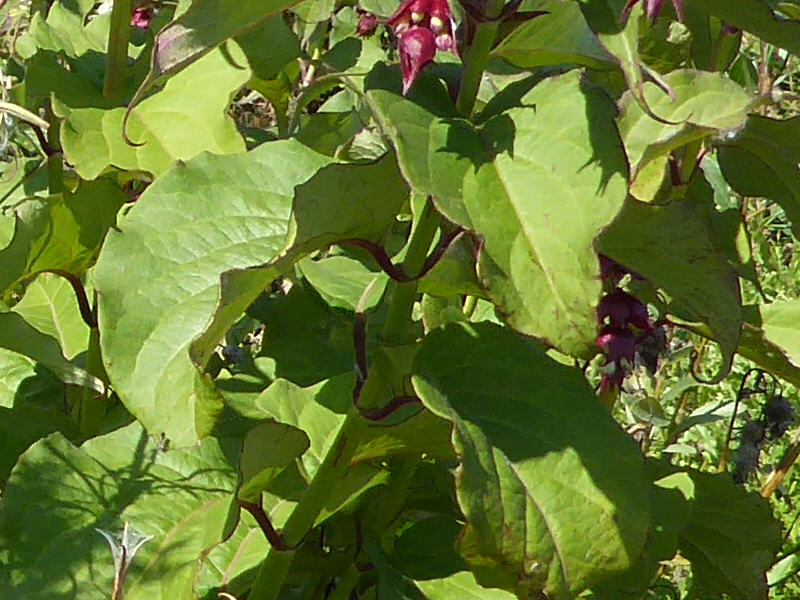 Leycesteria formosa (door Peter Wetzels)