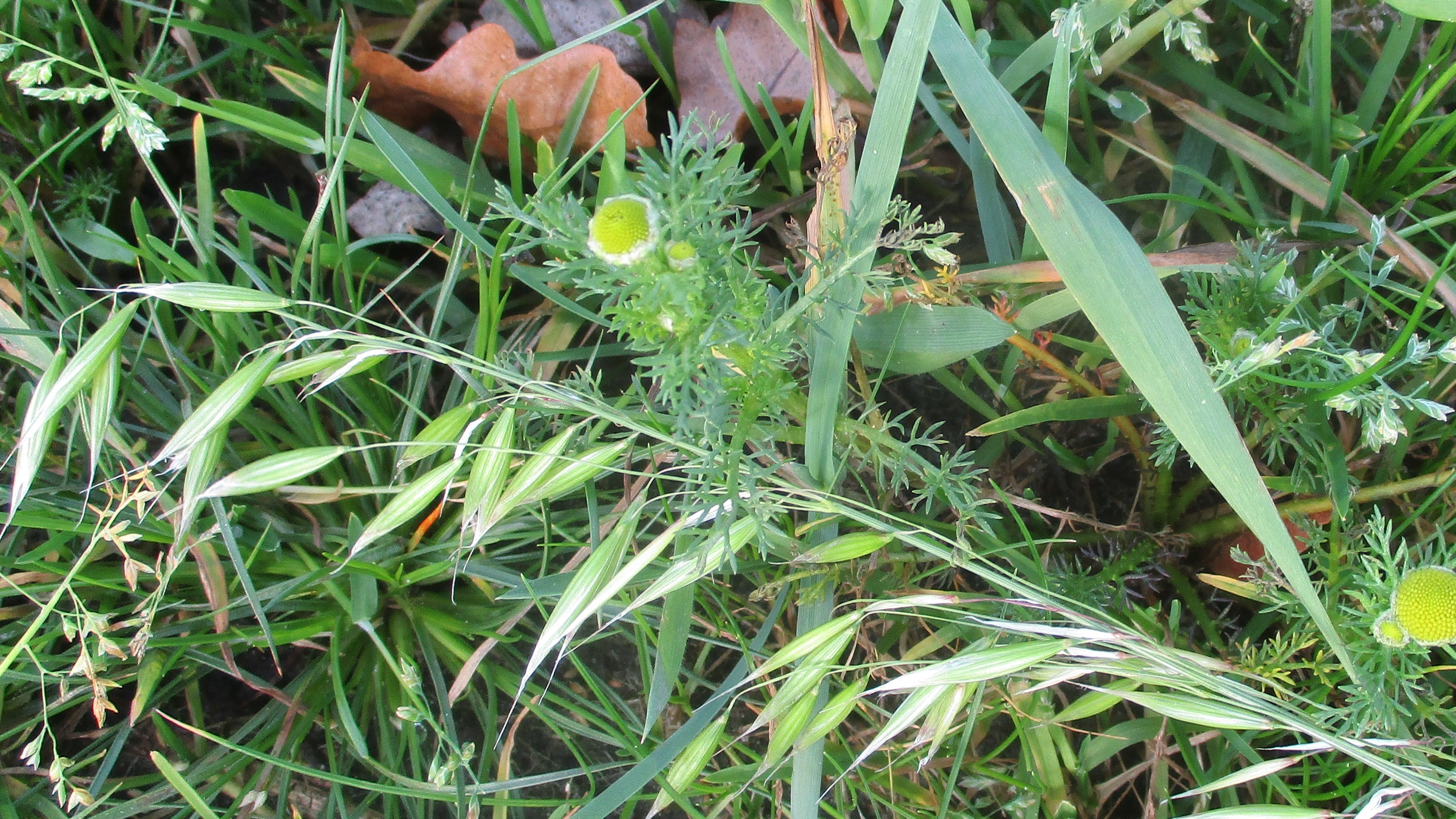 Avena sativa (door Toon Verrijdt)