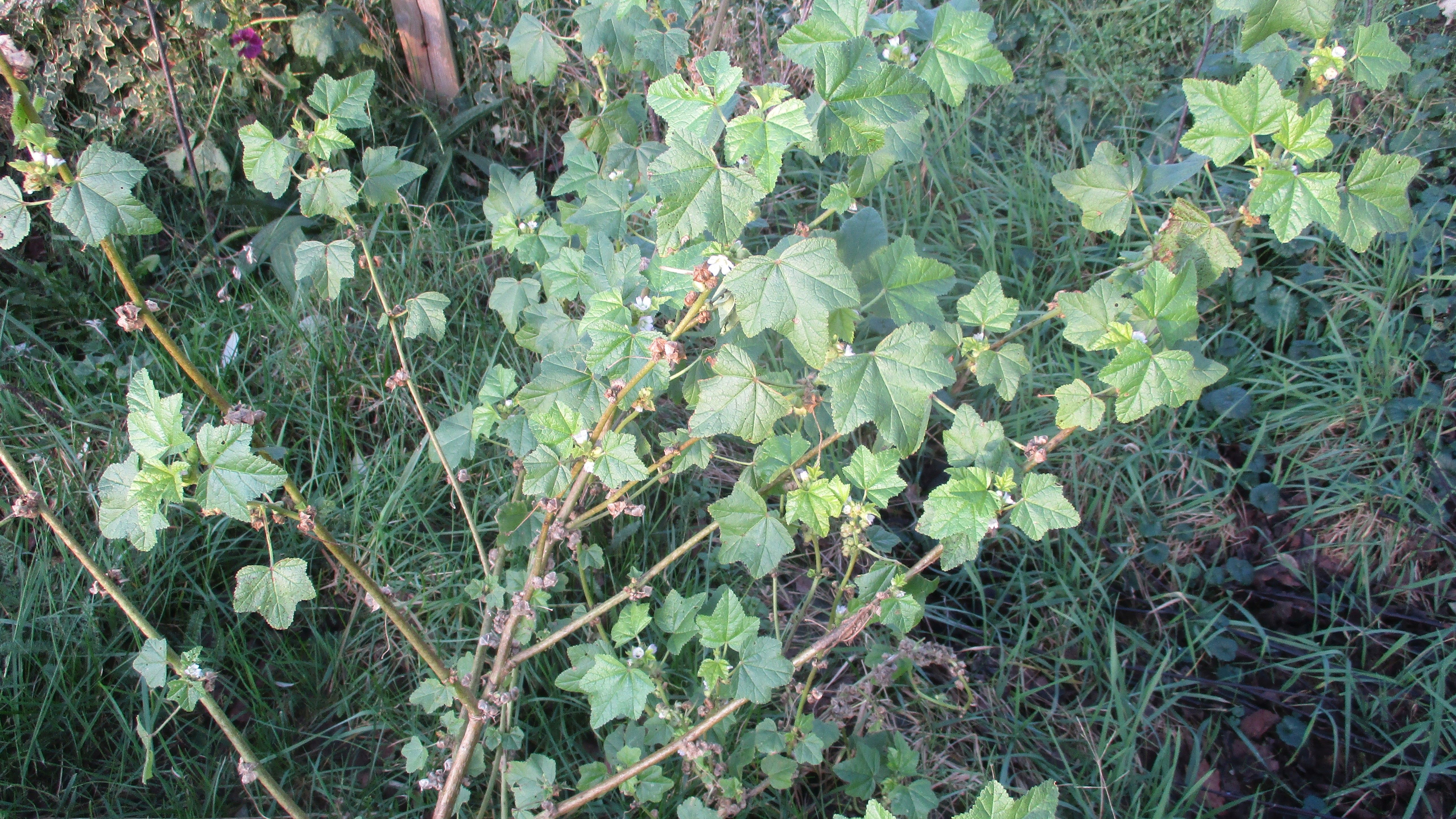 Malva verticillata (door Toon Verrijdt)