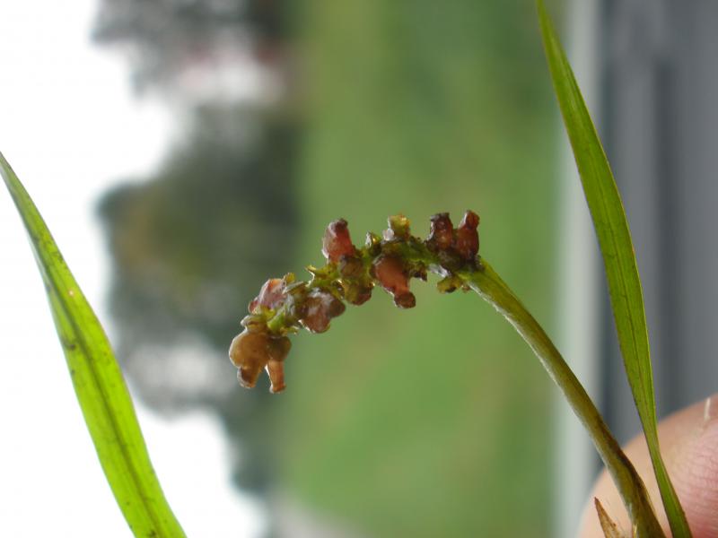 Potamogeton compressus (door Wim Langbroek)