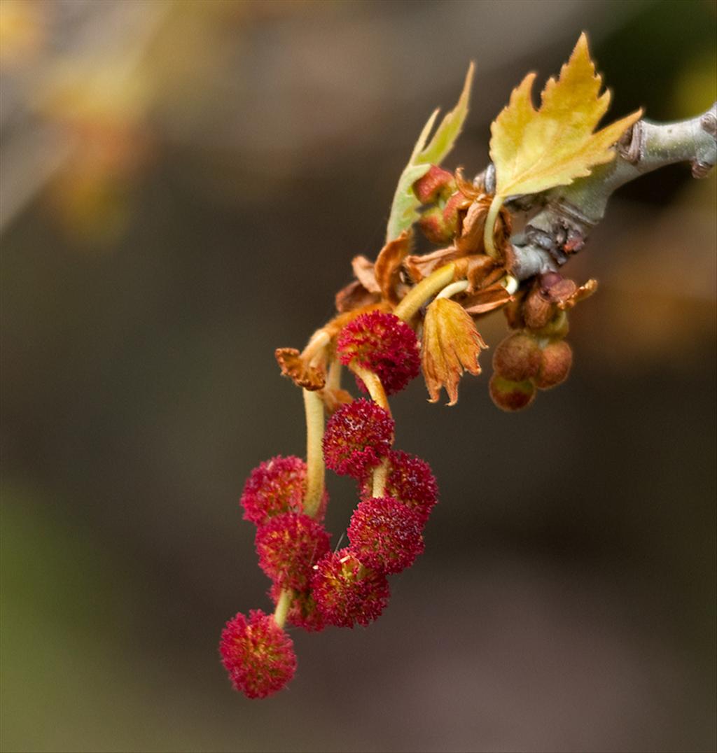 Platanus orientalis (door Wijnand van Buuren)