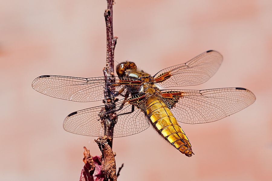 Libellula depressa (door John Breugelmans)