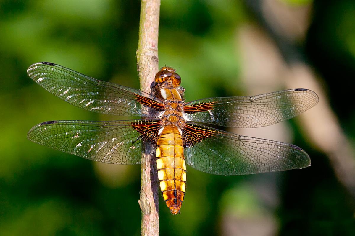 Libellula depressa (door John Breugelmans)