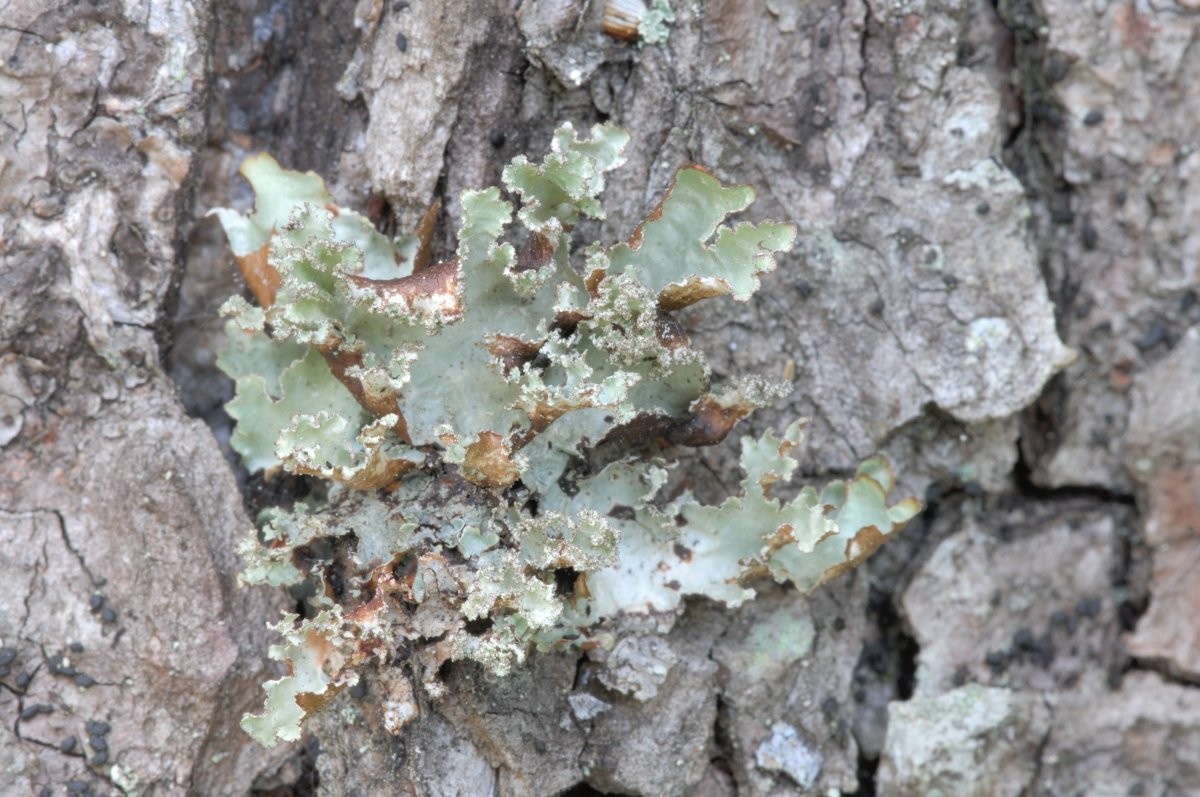 Platismatia glauca (door Vilda - Rollin Verlinde)